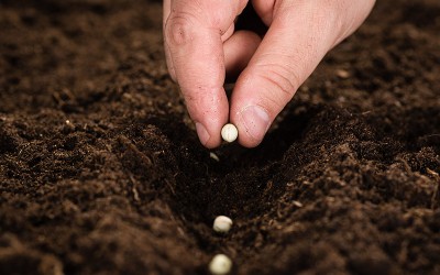 How many seeds did you plant today?